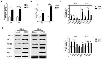 Coxsackievirus B3 infection induces glycolysis to facilitate viral replication